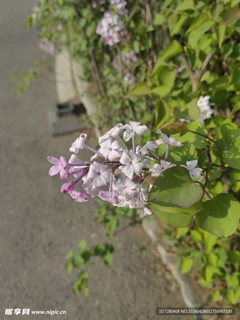 路边绽放的紫丁香花