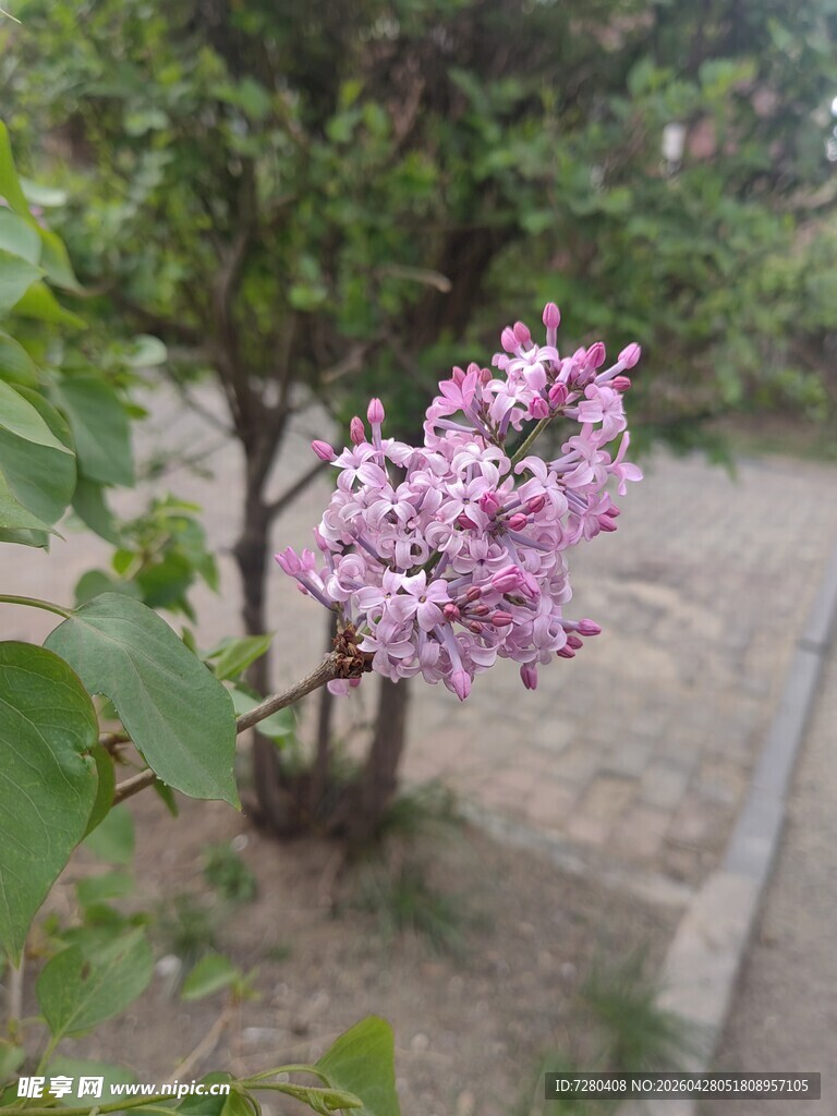 绽放的紫丁香花朵