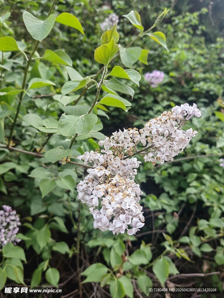 盛开的紫丁香花