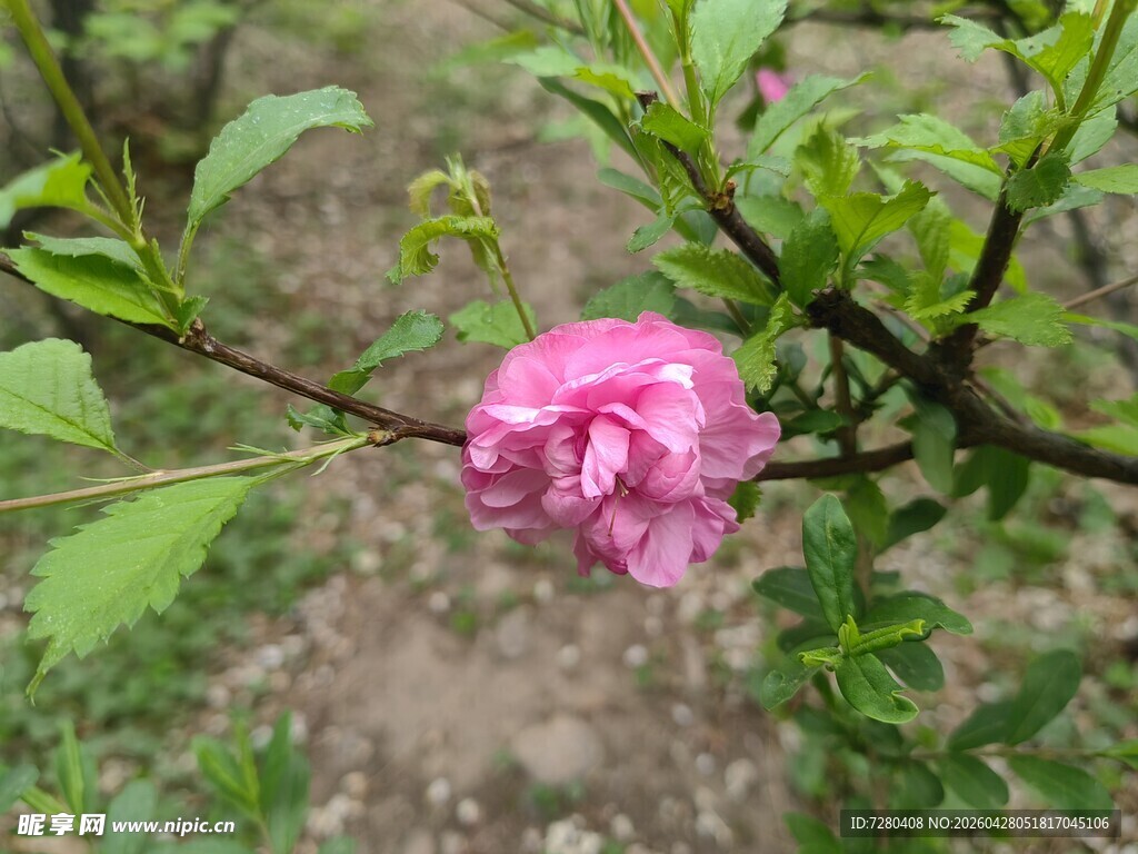 娇艳单朵粉色木槿花