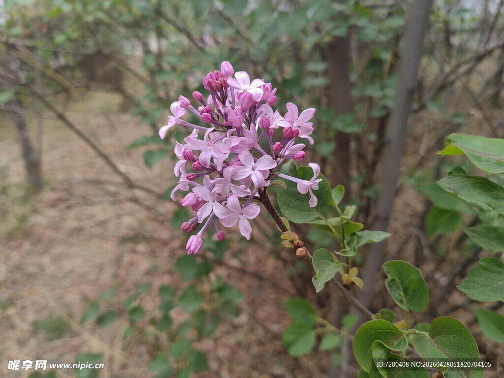 野外绽放的紫色小花