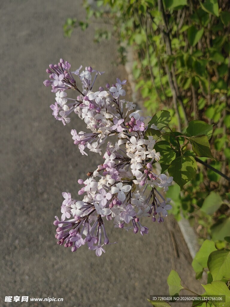 路边绽放的紫白色丁香花