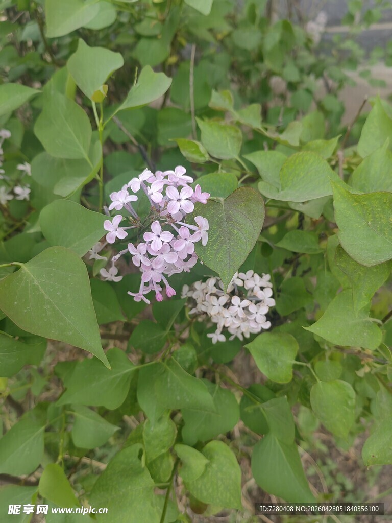 淡紫色小花绽放绿叶间