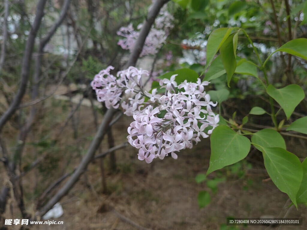 枝头绽放的淡紫色丁香花