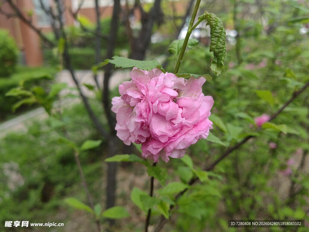 娇艳粉色蔷薇花绽放
