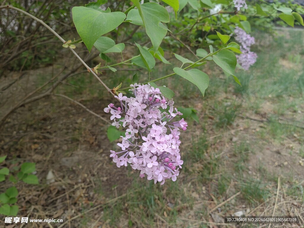 绽放的紫丁香花