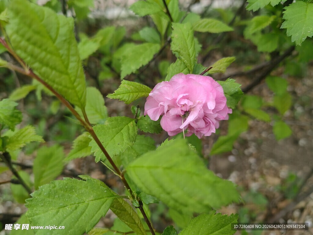 娇艳粉色花朵绽放绿叶间