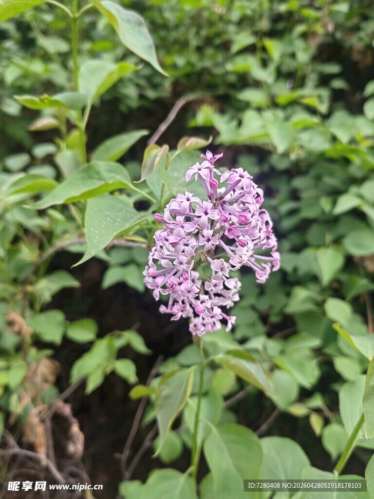 紫色小花绽放绿叶间