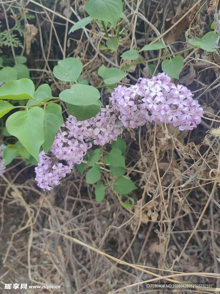 紫色野花绽放于草丛中