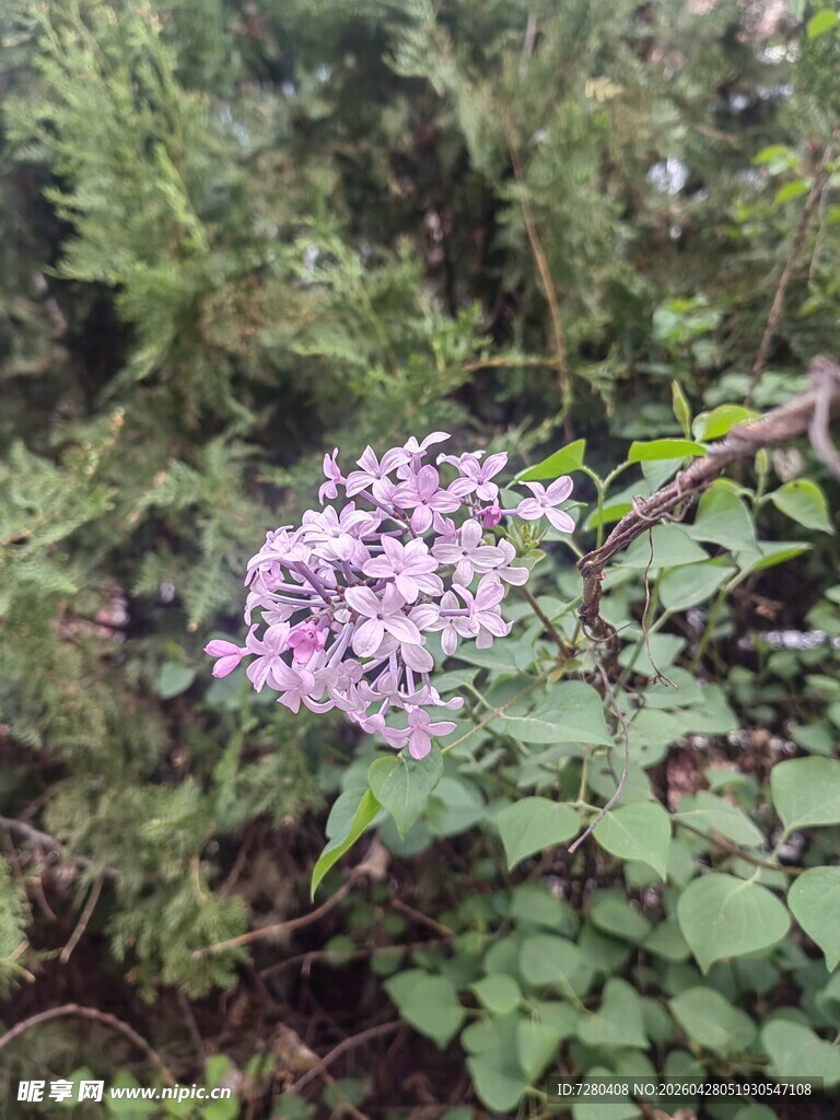 紫色花卉绽放于绿叶间