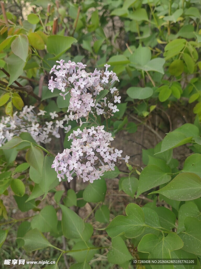 绿叶间的白色小花绽放