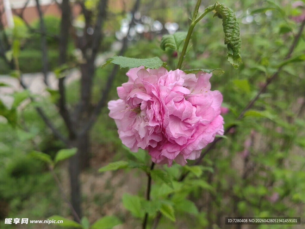 娇艳粉色花朵绽放于绿植间