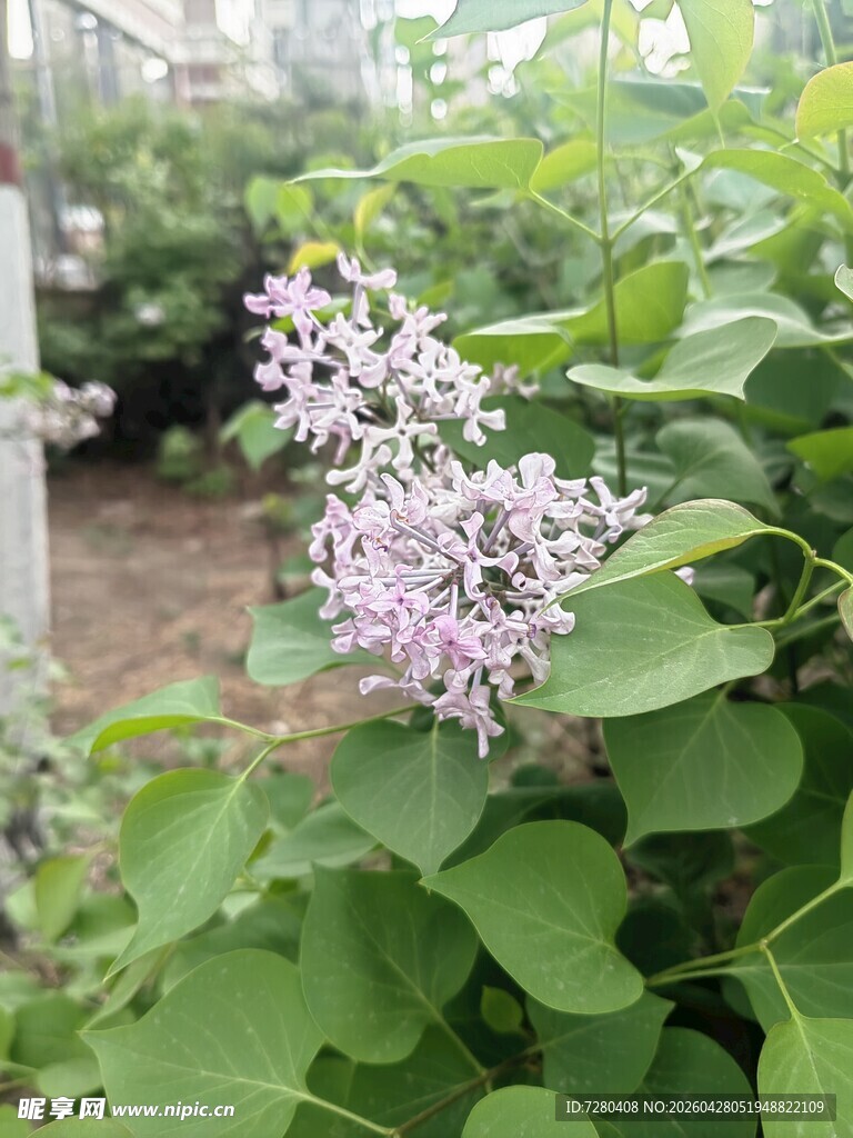绽放的紫丁香花朵