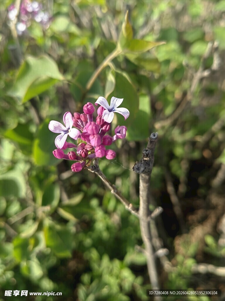 娇艳紫花绽放绿叶间