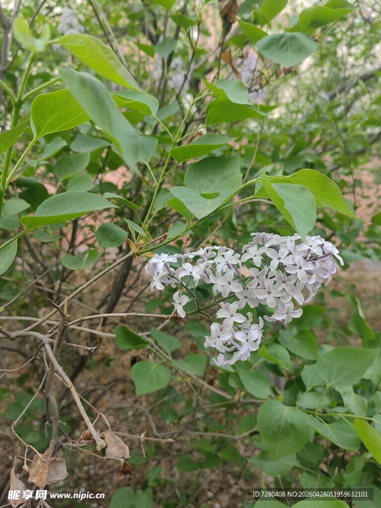 枝头绽放的白色小花