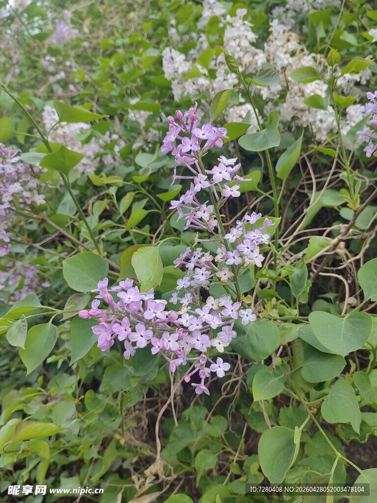紫色小花绽放于绿叶间