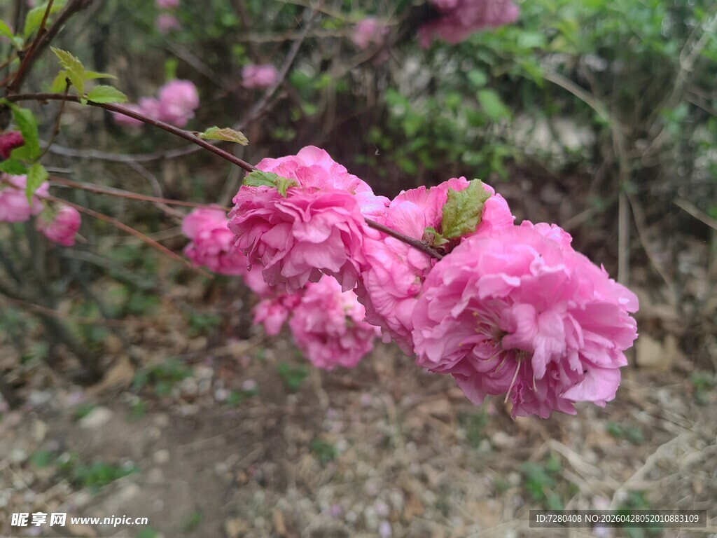 娇艳粉色繁花绽放