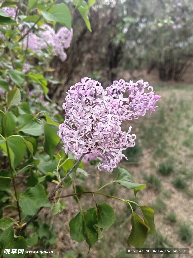 淡紫色丁香花绽放枝头
