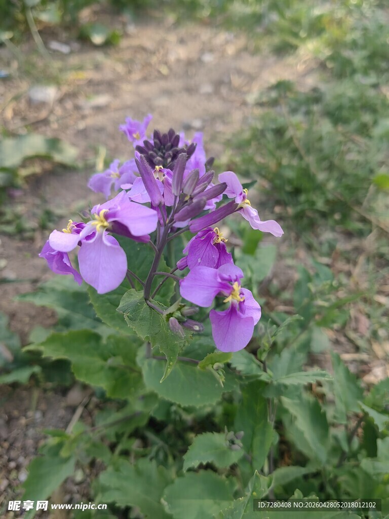 紫色小花绽放在绿叶间