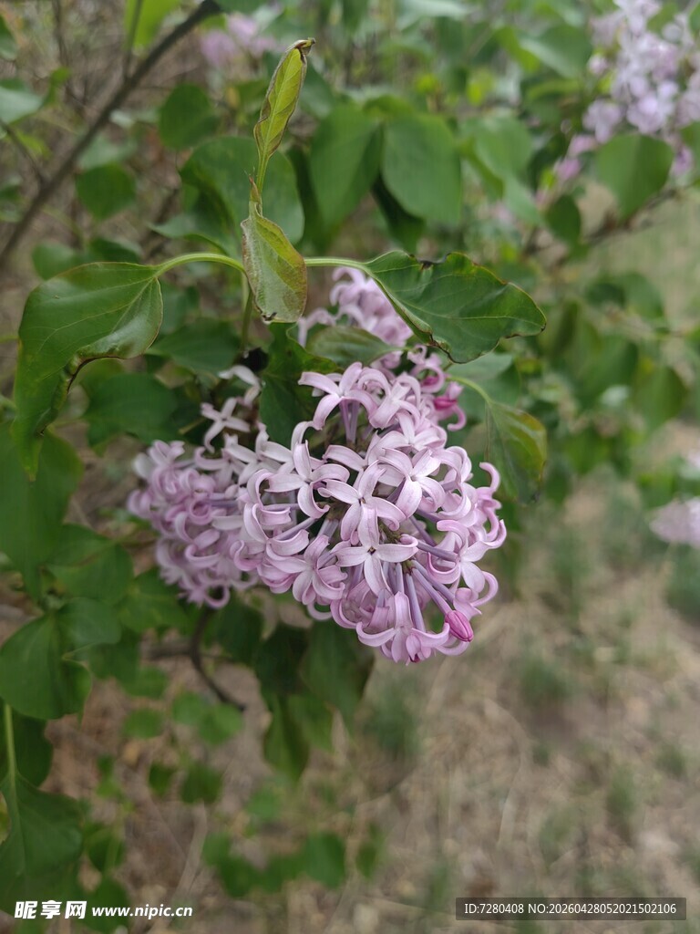 紫丁香绽放枝头