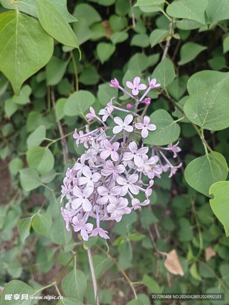 淡紫色丁香花绽放于绿叶间