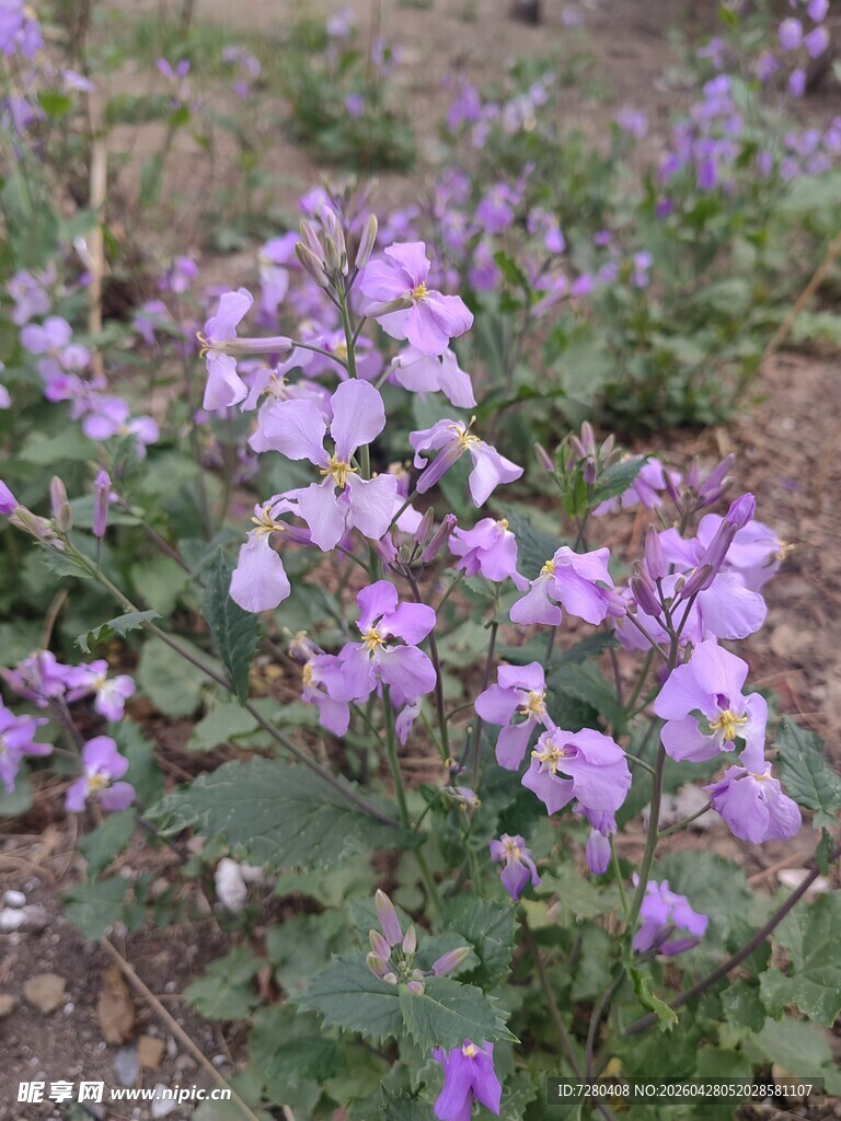 紫色小花绽放于草地