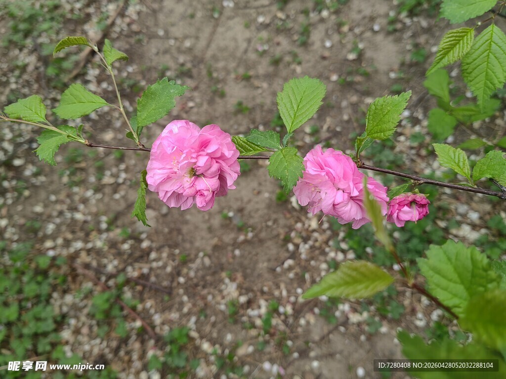 两朵绽放的粉色花朵