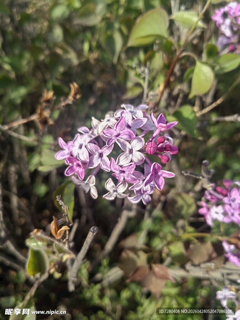 绽放的紫丁香花朵