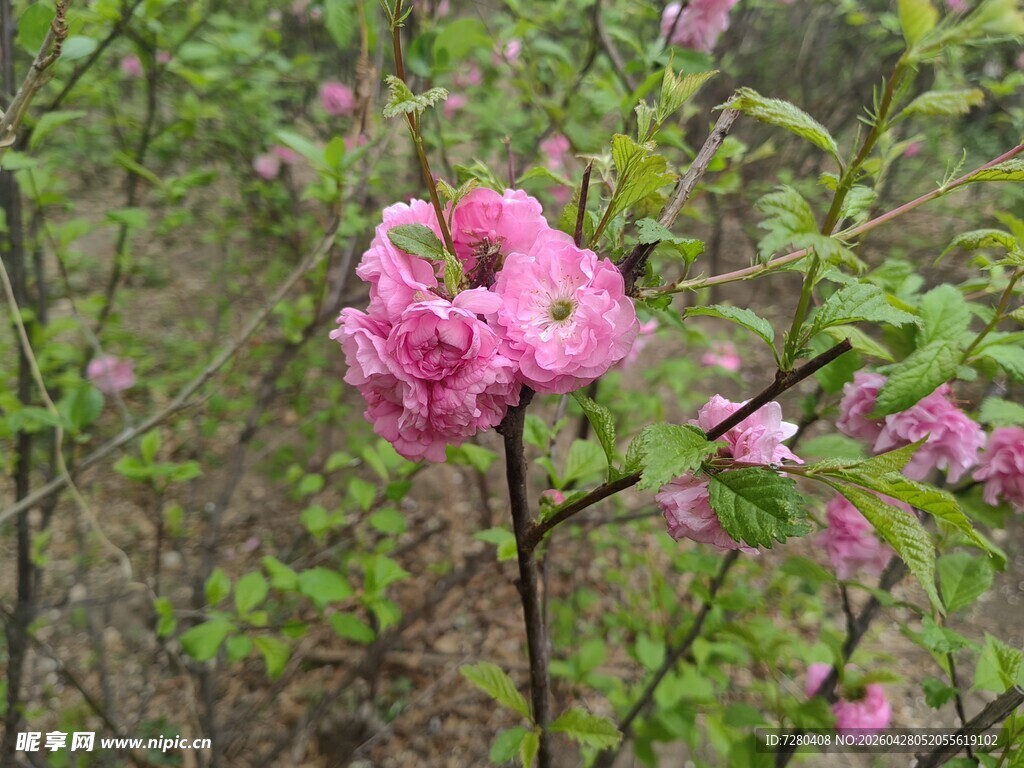粉色繁花绽放于林间