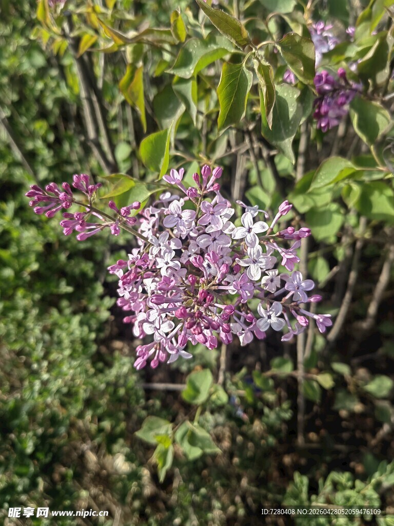 紫色花卉绽放于绿植间