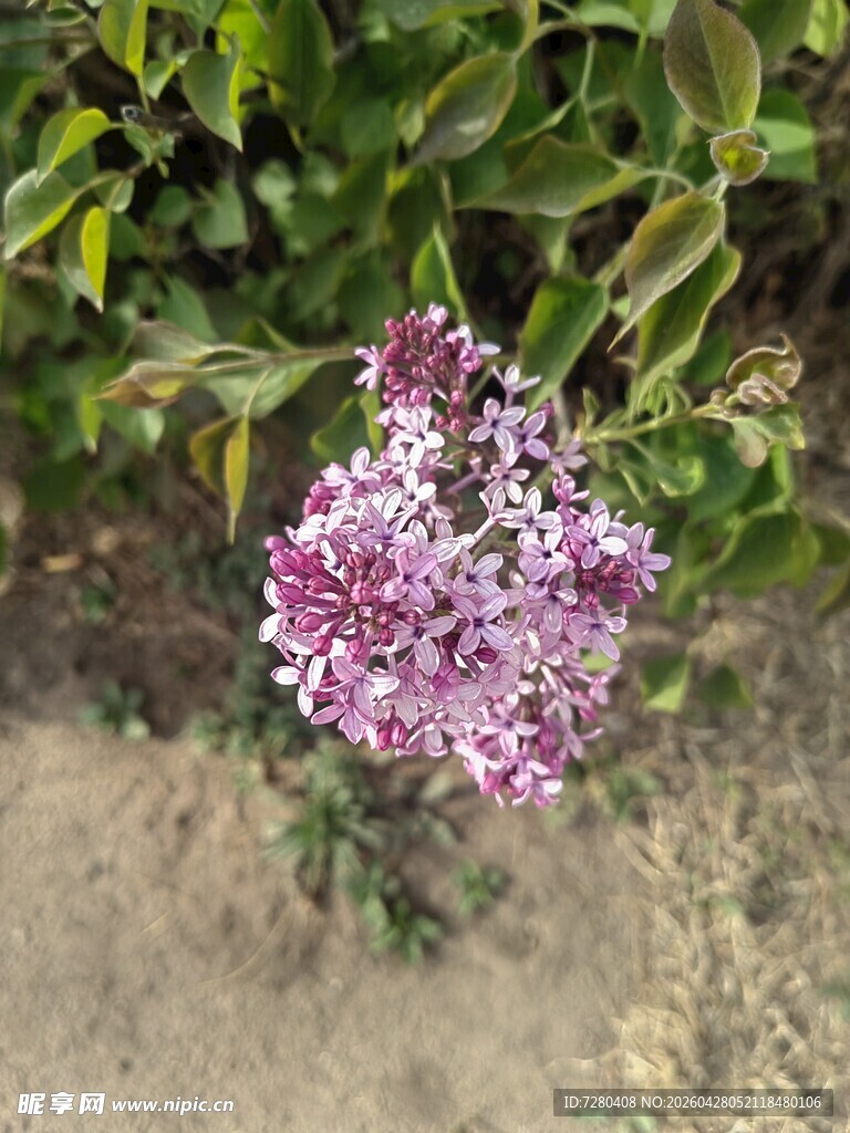 绽放的紫色丁香花