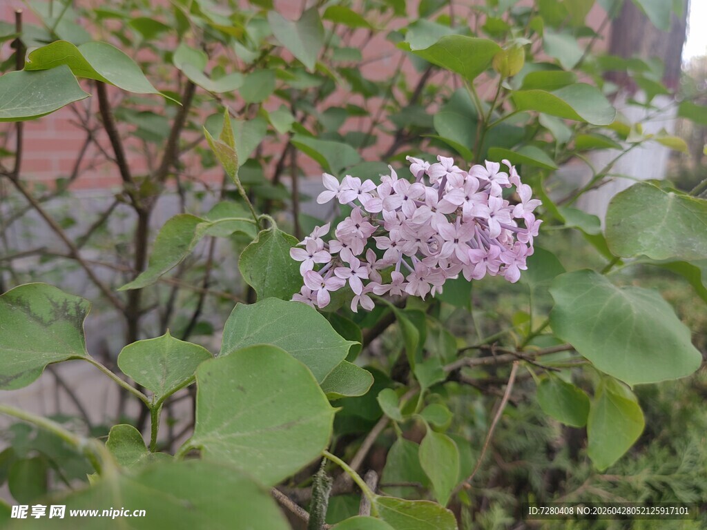 绽放的淡紫色丁香花
