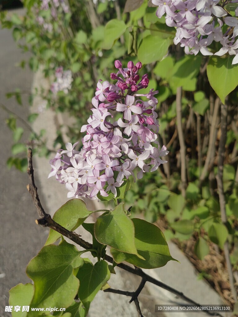 路边绽放的紫丁香花