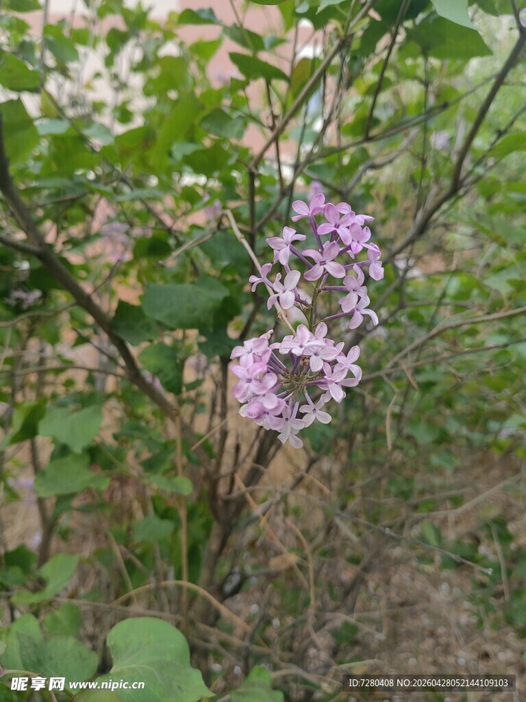 野外绽放的紫色花卉