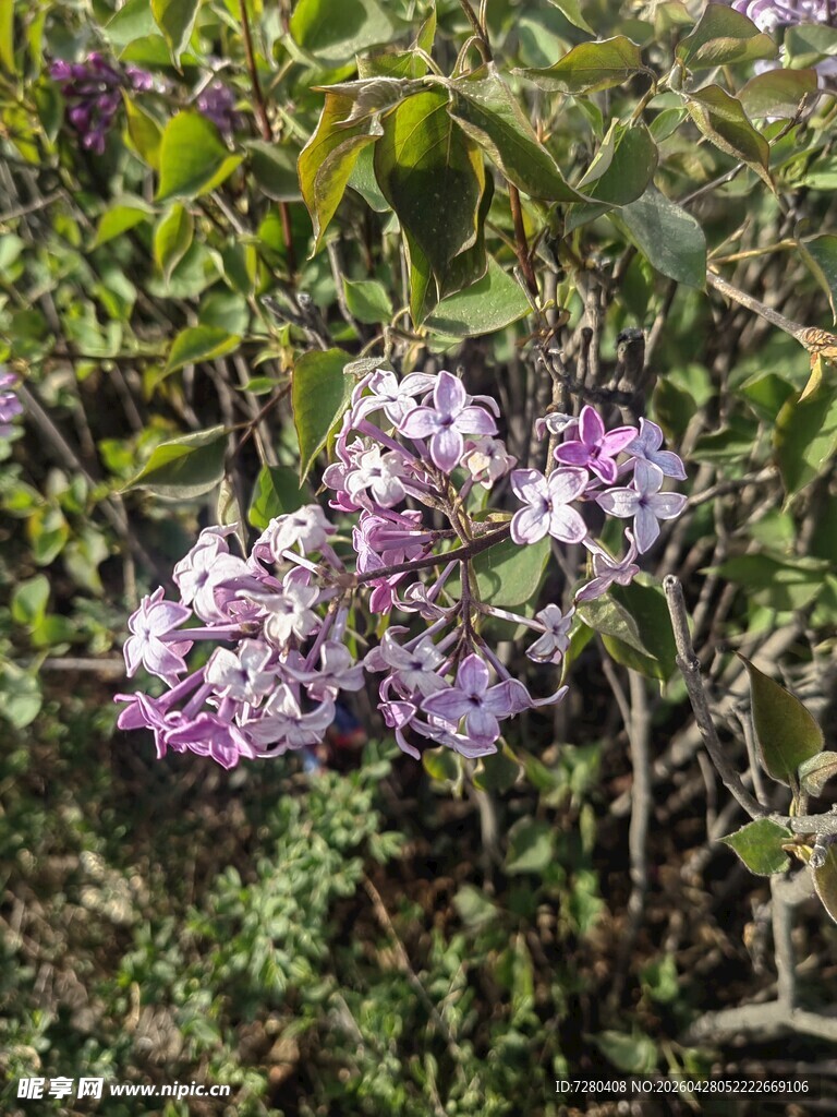 绽放的紫色花卉