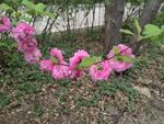 粉色繁花绽放于林地间