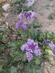 紫色小花绽放于草地