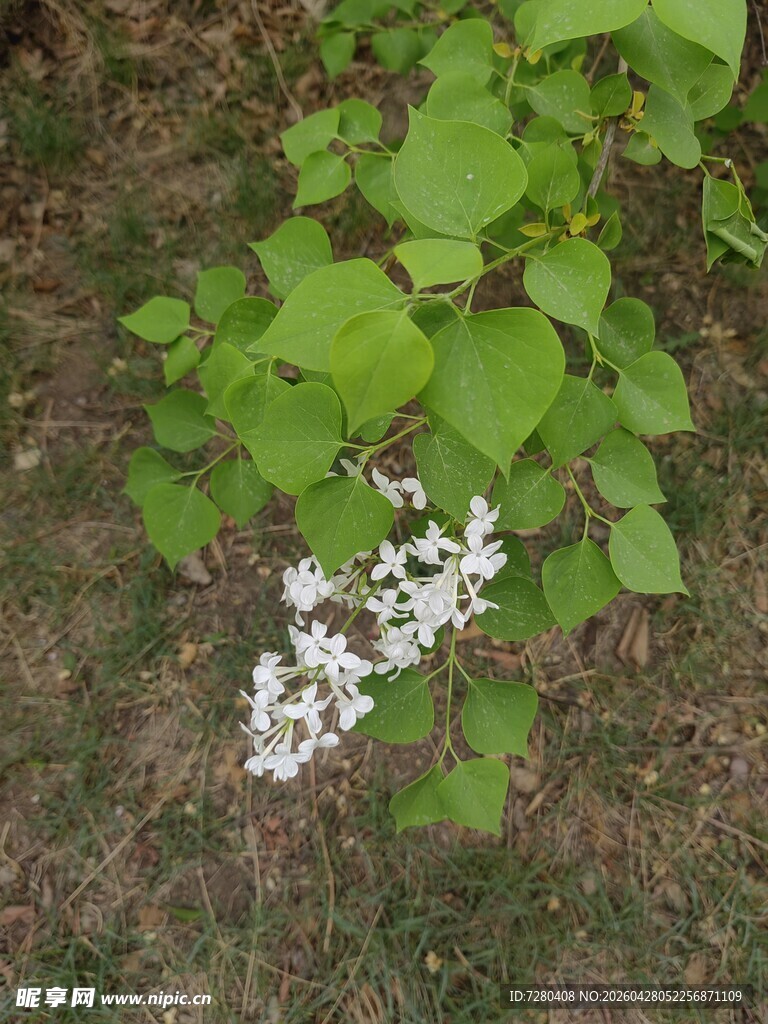 地上绽放的白色小花