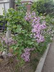 路边绽放的紫色丁香花