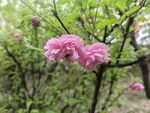 枝头绽放的娇艳粉色花朵
