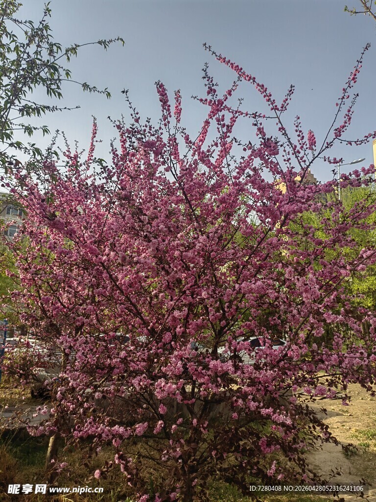 盛开的紫叶李花树