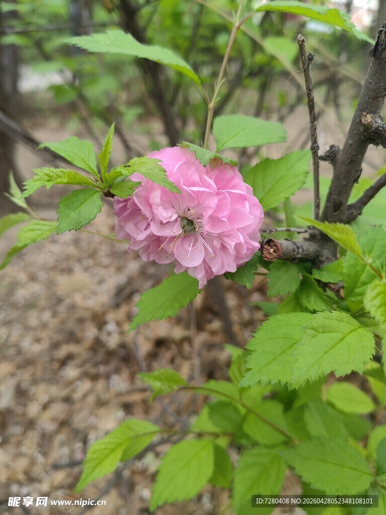 粉色繁花绽放绿叶间