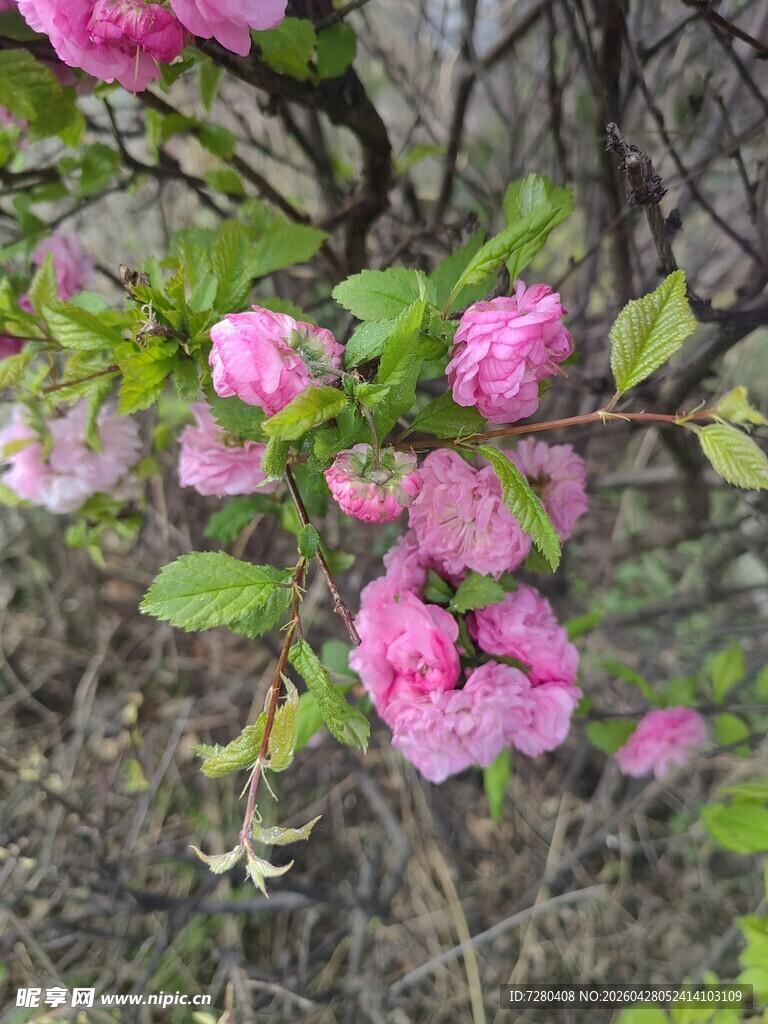 粉色繁花绽放枝头
