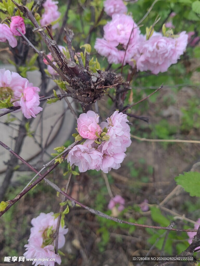 枝头绽放的粉嫩花朵