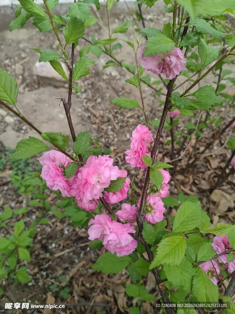 绽放的粉色繁花