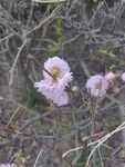 野外绽放的粉嫩花朵