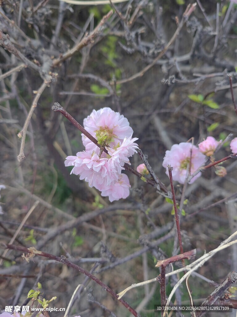 野外绽放的粉嫩花朵