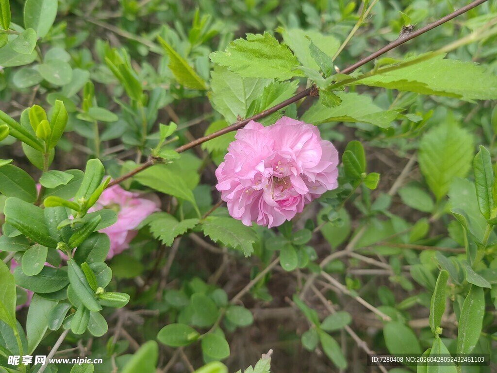 娇艳粉色木槿花