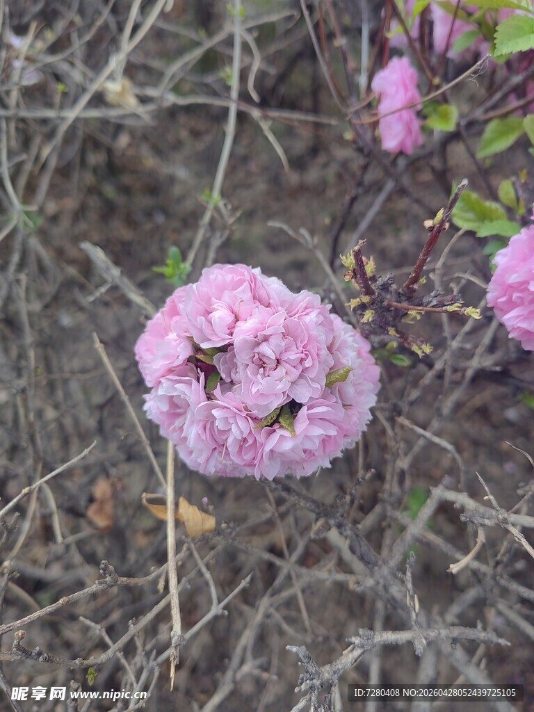 草丛中的粉嫩绣球花