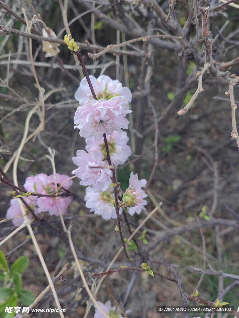 枝头绽放的粉嫩花朵